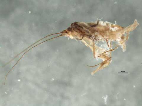 Image of Ceraclea (Ceraclea) albimacula (Rambur 1842)