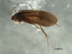 Cyrnus trimaculatus (Curtis 1834) resmi