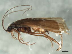 Image of Hydropsyche (Hydropsyche) angustipennis (Curtis 1834)