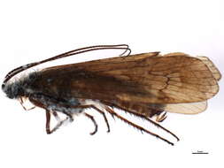 Limnephilus griseus (Linnaeus 1758) resmi