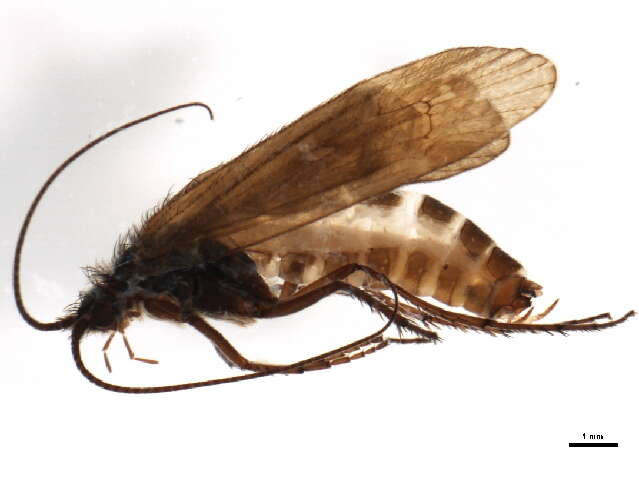 Limnephilus griseus (Linnaeus 1758) resmi