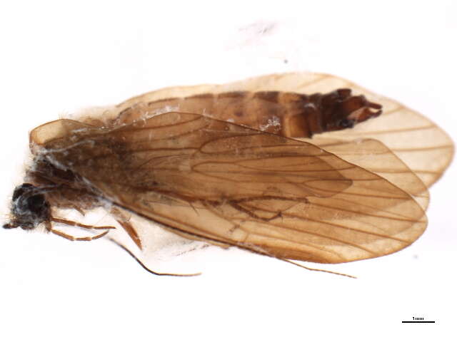 Image of Rhyacophila ravizzai Moretti 1991