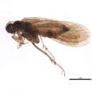 Image of Agapetus (Agapetus) caucasicus Martynov 1913