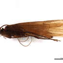 Image of Stenophylax meridiorientalis Malicky 1982