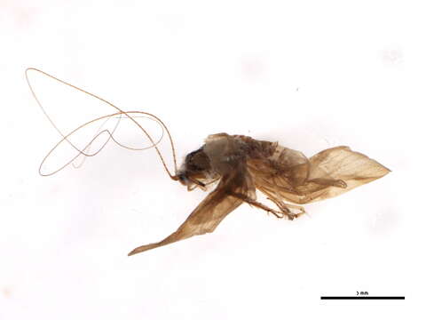 Image of Trichomacronema paniae Malicky & Chantaramongkol 1991