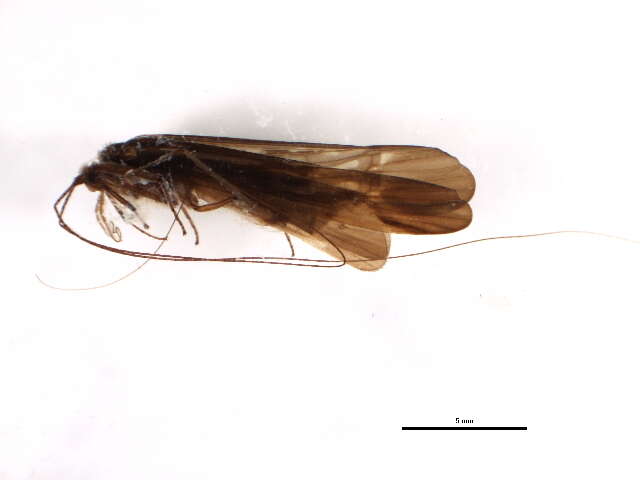 Image of Trichomacronema paniae Malicky & Chantaramongkol 1991