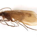 Image of Metanoea flavipennis (Pictet 1834)