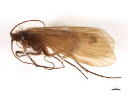 Image of Metanoea flavipennis (Pictet 1834)