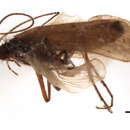 Image of Astratodina agenor Schmid 1991