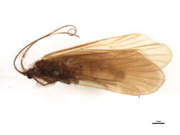 Imagem de Metanoea flavipennis (Pictet 1834)