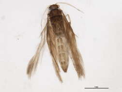 Image of Oxyethira (Oxyethira) simplex Ris 1897