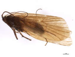 صورة Anisogamus difformis (McLachlan 1867)