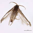 Image of Hydroptila acuta Mosely 1930
