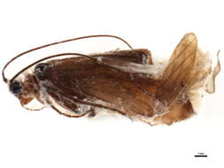 Image of Allogamus antennatus (McLachlan 1876)