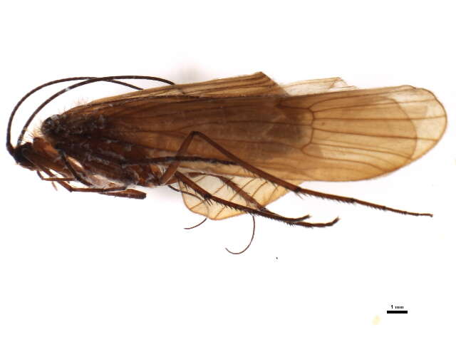 Image of Allogamus