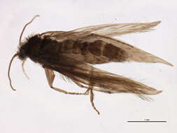 Image of Hydroptila vectis Curtis 1834