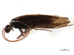 Image of Sericostomatoidea