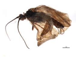 Image of Brachycentrus (Brachycentrus) montanus Klapalek 1892