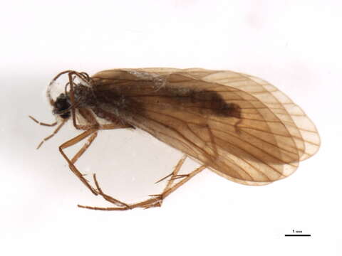 Rhyacophila stigmatica (Kolenati 1859) resmi