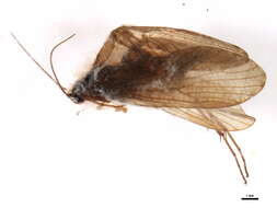 Image of Rhyacophila aurata Brauer 1857