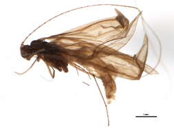 Image of Leptocerus tineiformis Curtis 1834