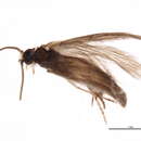 Image of Hydroptila ivisa Malicky 1972