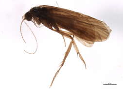 Cyrnus trimaculatus (Curtis 1834) resmi