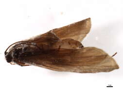 Image of Potamophylax rotundipennis (Brauer 1857)