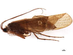 Image of Stenophylax permistus McLachlan 1895