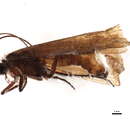 Image of Limnephilus hirsutus (Pictet 1834)