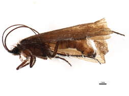 Limnephilus hirsutus (Pictet 1834) resmi