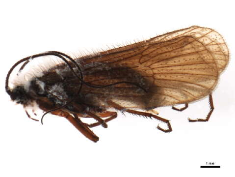 Image of Annitella (Annitella) thuringica (Ulmer 1909)