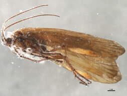 Limnephilus germanus McLachlan 1875 resmi