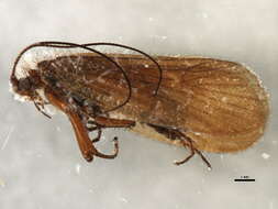 Image of Chaetopteryx fusca Brauer 1857