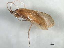 Ecclisopteryx madida (McLachlan 1867) resmi