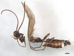 Image of Sericostoma flavicorne Schneider 1845