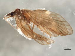 Lepidostoma (Lepidostoma) hirtum (Fabricius 1775) resmi