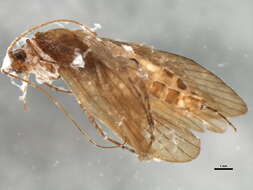 Image of <i>Ecclisopteryx dalecarlica</i>