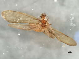 صورة <i>Ecclisopteryx dalecarlica</i>