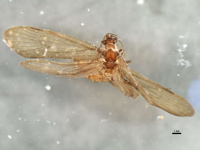 صورة <i>Ecclisopteryx dalecarlica</i>