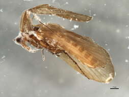 صورة <i>Ecclisopteryx dalecarlica</i>