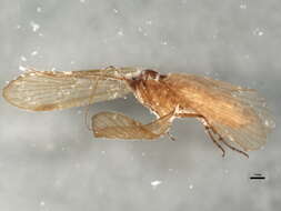 صورة <i>Ecclisopteryx dalecarlica</i>