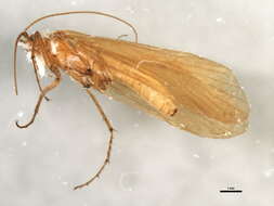 Image of Metanoea rhaetica Schmid 1956