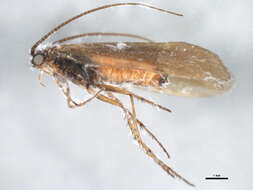 Limnephilus auricula Curtis 1834 resmi