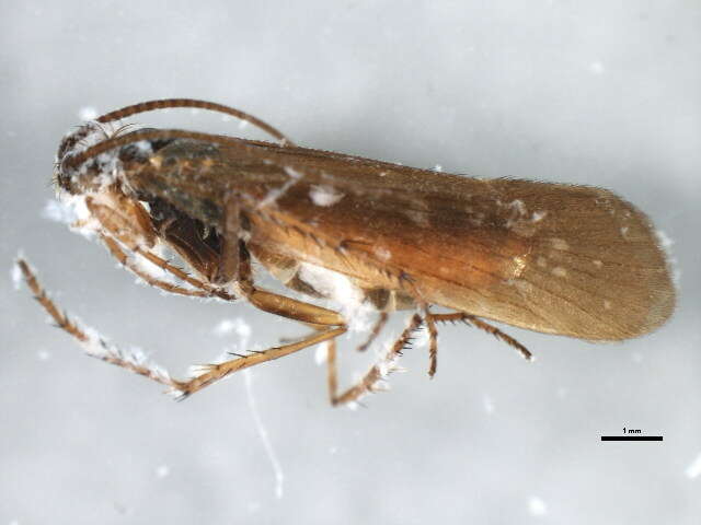 Limnephilus auricula Curtis 1834 resmi