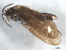 Image of Notidobia