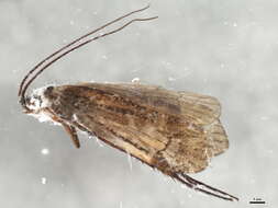 Limnephilus griseus (Linnaeus 1758) resmi