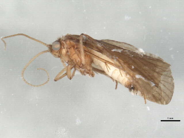 Image of Psychomyioidea