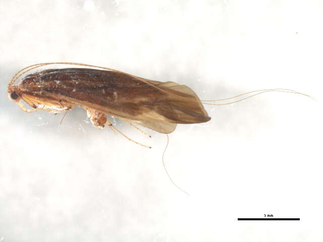Image of Trichomacronema paniae Malicky & Chantaramongkol 1991
