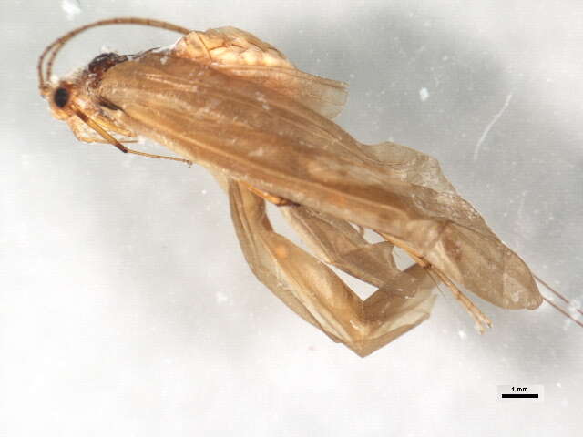 Image of Trichomacronema paniae Malicky & Chantaramongkol 1991